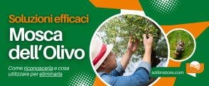 Soluzioni Efficaci contro la Mosca dell'Olivo